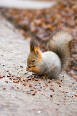 squirrel eating nut