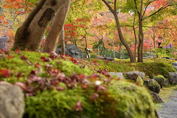 Nature background fall or autumn maple leaves on forest floor.