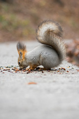 squirrel eating nut