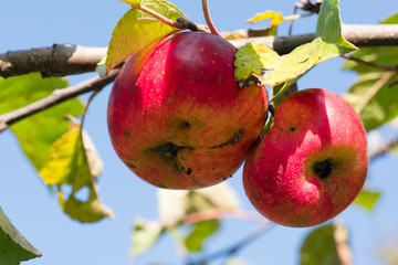 Czerwone jabłka rosnące na gałęzi - aaples
