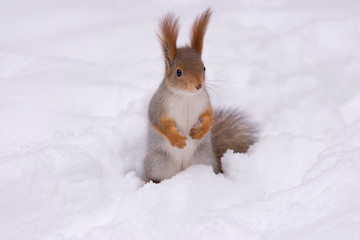winter squirrel
