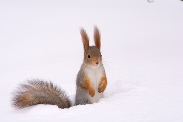 winter squirrel