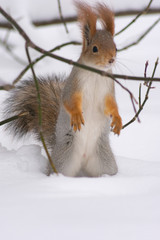 winter squirrel
