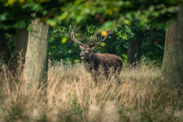 Red Deer Stags (Cervus elaphus)