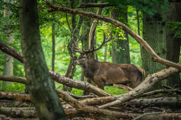 Red Deer Stags (Cervus elaphus)