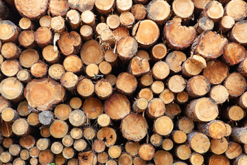 round log background