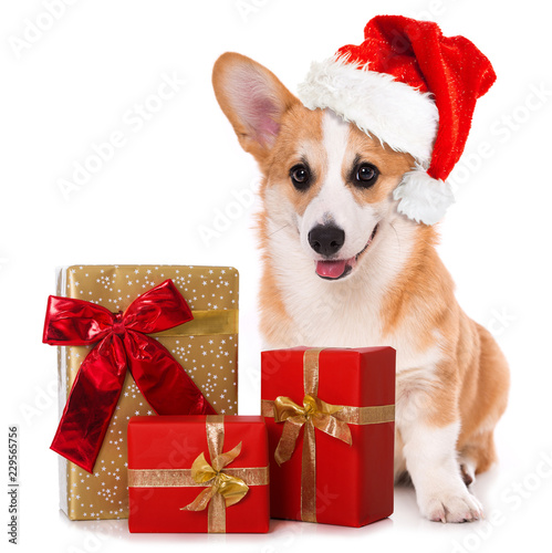 corgi santa hat