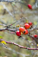 Rosehip berries on the branch. Place for your text.