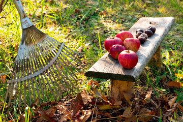 Grabienie liści i zbiór jabłek. Jesienna kompozycja. - obrazy, fototapety, plakaty