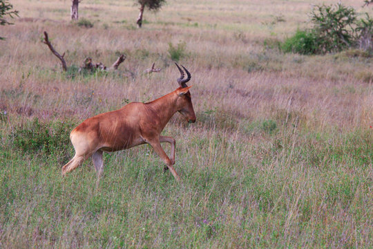 Cloven-hoofed animals of Savannah / Cow Antelope in the Savannah of the national Park, Ngorongoro