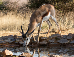 Springbok drinking water in Witsand Nature Reserve in South Africa