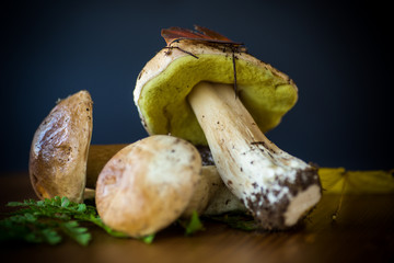 forest fresh natural mushrooms boletus on a black