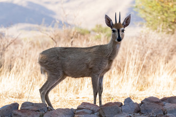 Steenbok in Witsand Nature Reserve