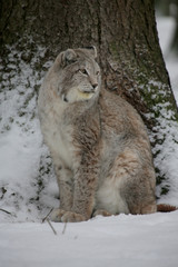 Naklejka premium Eurasische Luchs oder Nordluchs (Lynx lynx) im Wald