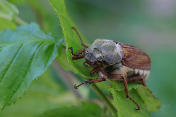 Maikäfer (Melolontha) Mitteleuropa