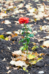 Blooming rose on the background of fallen leaves.
