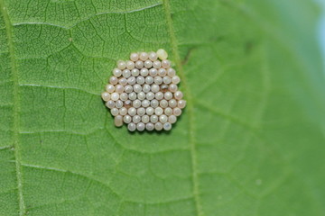 &oelig;ufs d'insecte sur une feuille
