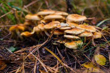 inedible mushrooms in the forest