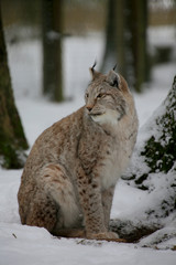 Eurasische Luchs oder Nordluchs (Lynx lynx) im Wald