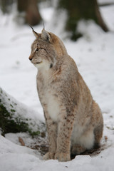 Eurasische Luchs oder Nordluchs (Lynx lynx) im Wald