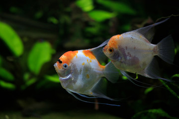 Segelflosser, Skalare (Pterophyllum)