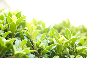 Green leaf nature for natural or environment background or texture.