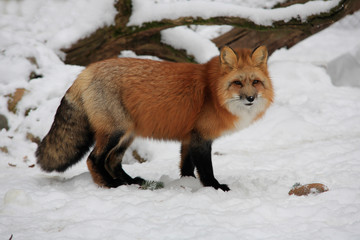 Rotfuchs (Vulpes vulpes) im Winter