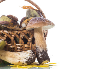 forest fresh natural mushrooms boletus on white