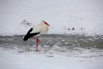 Weißstorch (Ciconia ciconia) auf gefrorenem See
