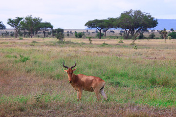 Cloven-hoofed animals of Savannah / Cow Antelope in the Savannah of the national Park, Ngorongoro