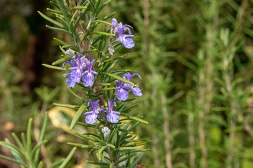 ローズマリーの花