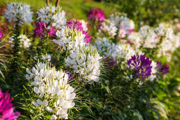 Spider flower in sunlight