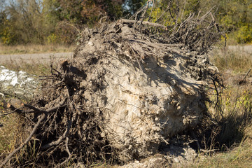 uprooting of old trees with the root of the excavator
