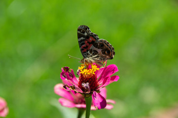 butterfly on a flower