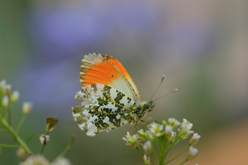 Aurorafalter (Anthocharis cardamines) © Aggi Schmid