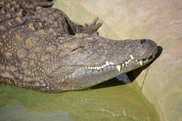 Nilkrokodil (Crocodylus niloticus) Kopf