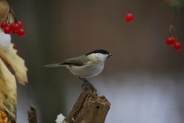 Weidenmeise oder Mönchsmeise (Poecile montanus)