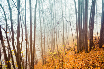 Picture of a misty morning in the forest