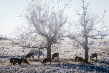 Wild Deer on the High Plains of Colorado - Mule Deer Herd in the Sunrise Fog