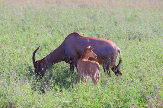 Cloven-hoofed animals of Savannah / Even-toed ungulates of the African Savannah -  cow Antelope