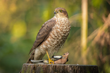 European Sparrowhawk with prey