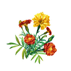 A bouquet of marigolds isolated on a white background painted in watercolor. - 229569121
