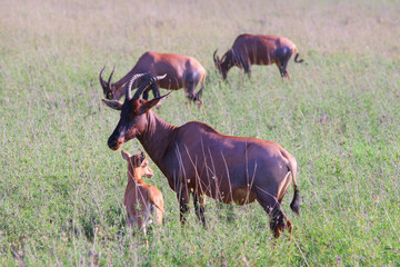 Cloven-hoofed animals of Savannah / Cow Antelope in the Savannah of the national Park, Ngorongoro