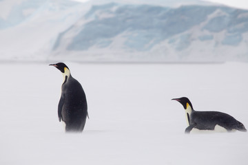 Emperor penguins in the weddel sea. Seen close to the most northern colony of emperor penguins in Antarctica, Snow Hill.