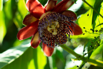 Passion fruit flower