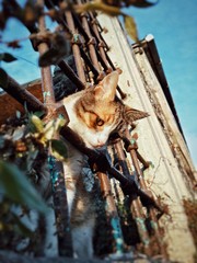 A cat poking its head through the bars and looking down