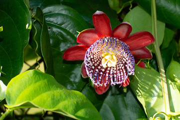Passion fruit  flower