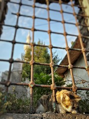 A cat in the courtyard of the mosque, poking its head through the bars and looking down