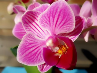 Fototapeta na wymiar Macrophotographie d'une fleur d'Orchidée papillon (Phalaenopsis) rose magenta. 