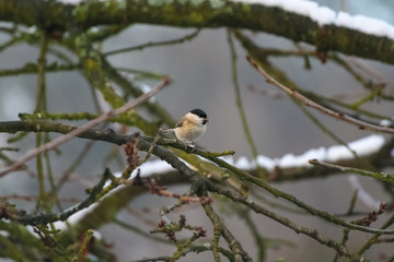 A small cute marsh tit (Poecile palustris) bird with its black crown is sitting on twigs under a snow covered branch of a tree on a cold winter day in Germany.